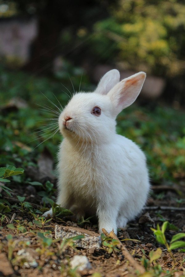 What's the Best Way to Introduce a Rescue Rabbit to a Multi-Pet Household?